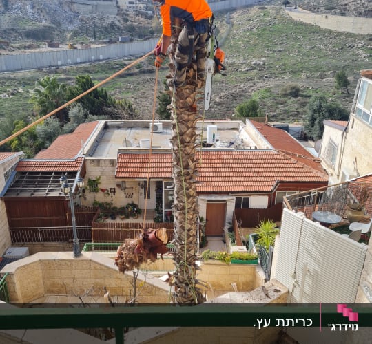 אדם גוזם עץ דקל עם מסור חשמלי